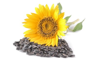 Подсолнечник